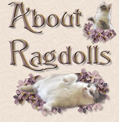 About ragdolls title