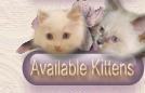 Available kittens