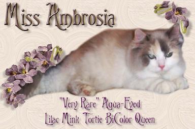 Miss Ambrosia